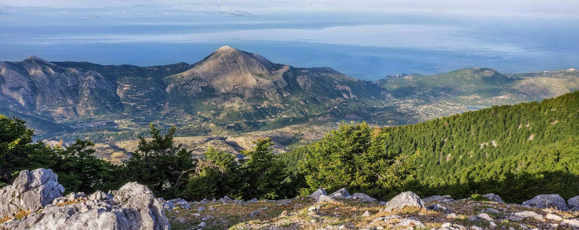 Fir forests on Mount Aenos National Park in Kefalonia Greece